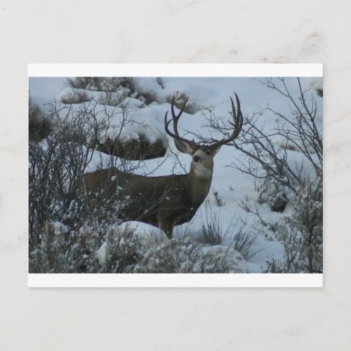 4X4 Mule deer Postcard