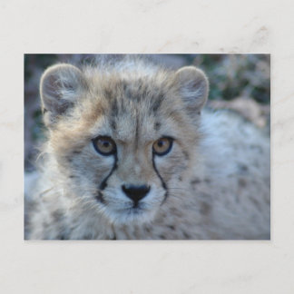 4x6 cheetah postcard