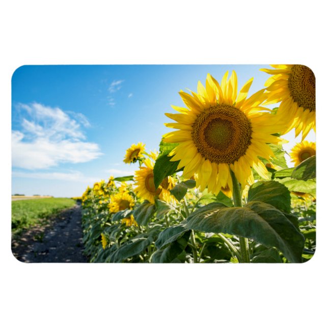 4x6 Flat Magnet (Horizontal)