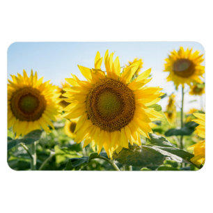 4x6 Flat Magnet