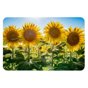 4x6 Flat Magnet
