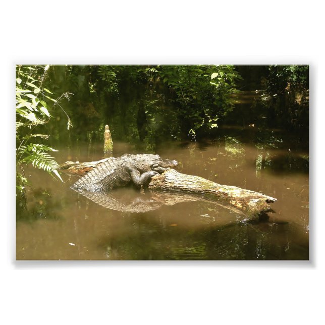 4x6 photo alligator (Front)