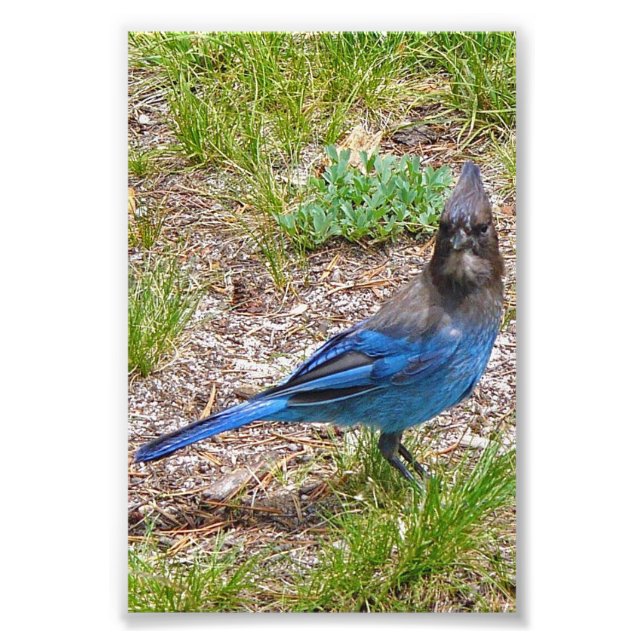 4x6 photo blue jay (Front)