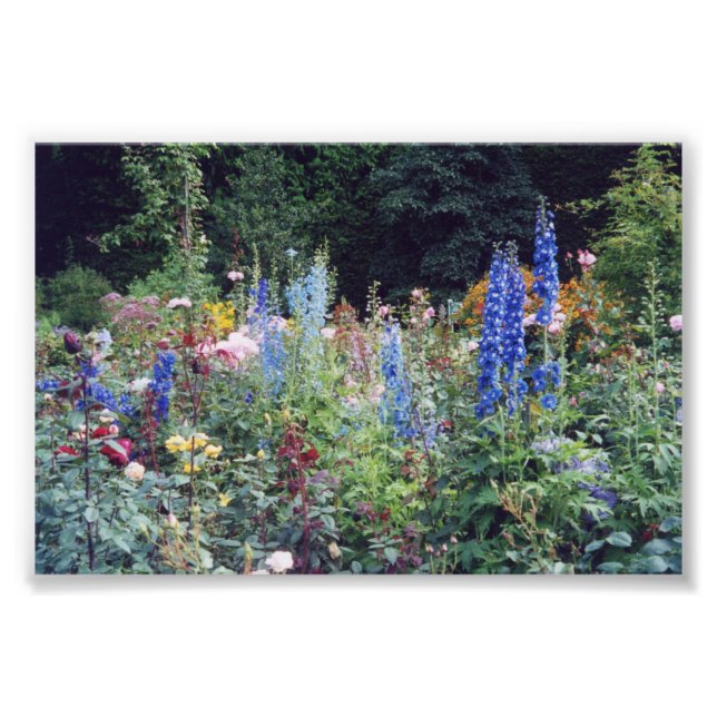4x6 photo flowers print (Front)