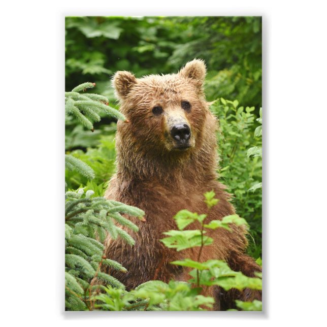 4x6 photo grizzly bear (Front)