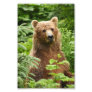 4x6 photo grizzly bear
