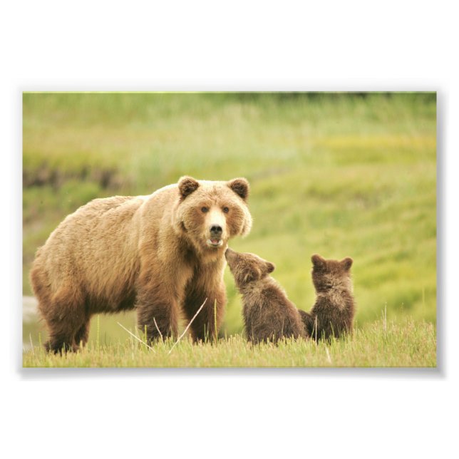 4x6 photo grizzly bear print (Front)