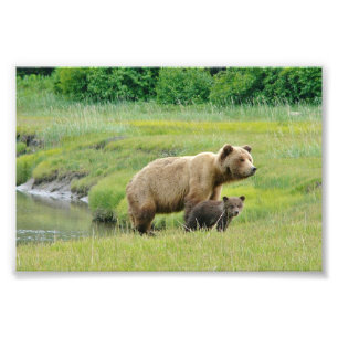 4x6 photo grizzly bears print
