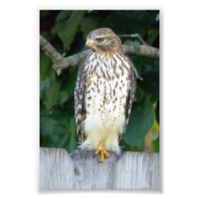 4x6 photo hawk (Front)