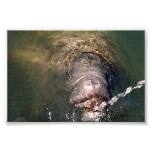 4x6 photo manatee