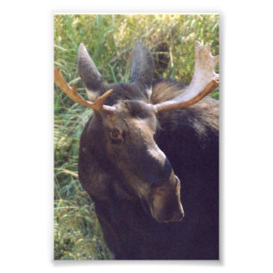 4x6 photo moose