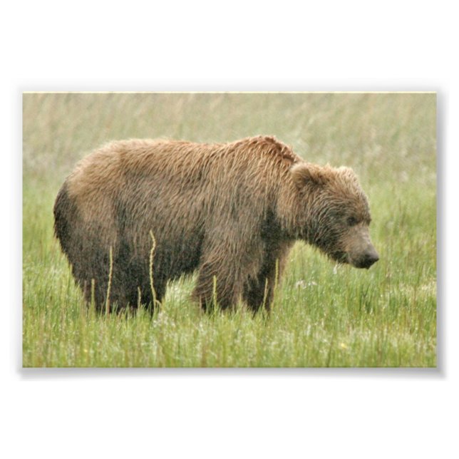 4x6 photo of grizzly bear (Front)