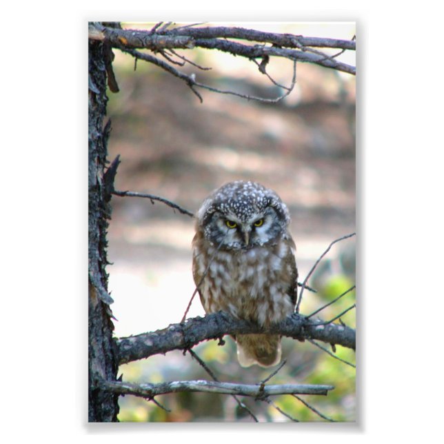 4x6 photo of owl (Front)