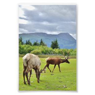 4x6 Photo Paper (Satin) of elk