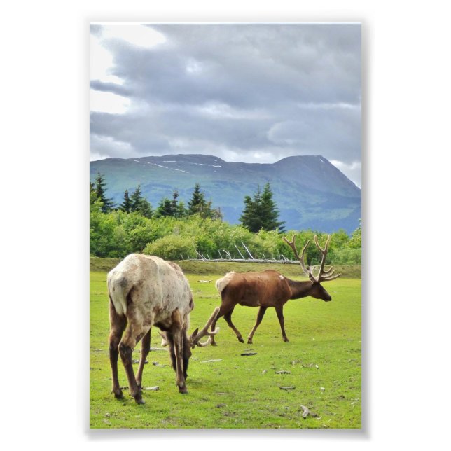 4x6 Photo Paper (Satin) of elk (Front)