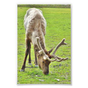 4x6 Photo Paper (Satin) of elk Print
