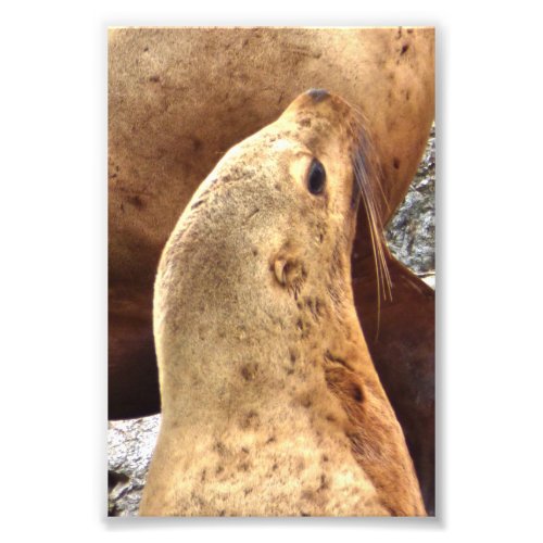 4x6 Photo Paper Satin of sea lion