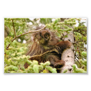 4x6 photo porcupine