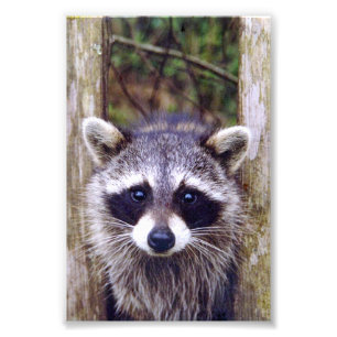 4x6 photo racoon
