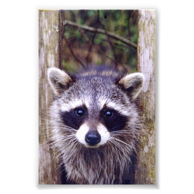 4x6 photo racoon (Front)