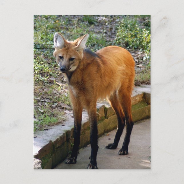 4x6 Postcard Template (Front)