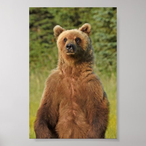 4x6  Poster Paper Matte of grizzly bear