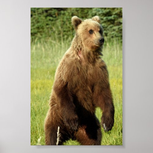 4x6  Poster Paper Matte of grizzly bear