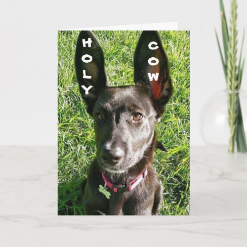 50th BIRTHDAY HUMOR FROM BIG EARED PUP Card