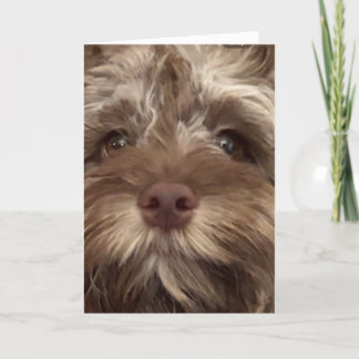 *50th BIRTHDAY HUMOR FROM COCKAPOO" Card