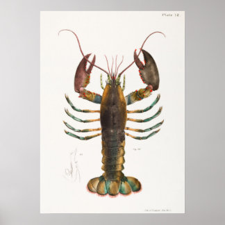 52  53 American lobster (Homarus americanus)  from Poster