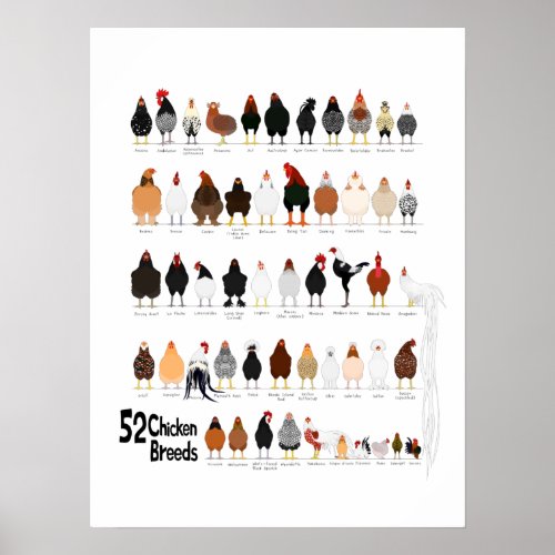 52 breeds of chickens poster