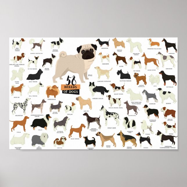 52 Breeds Of Dogs Poster (Front)