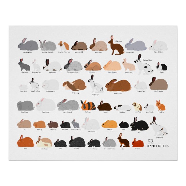 52 rabbit breeds chart (Front)
