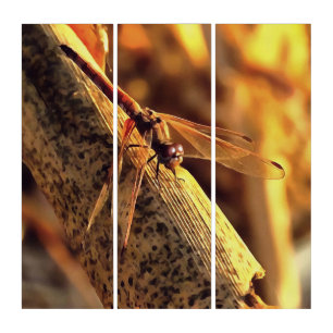 534424932Elegant Red Darter Dragonfly Insect Art