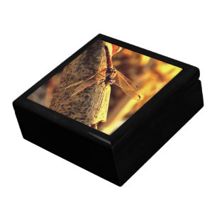 534424932Elegant Red Darter Dragonfly Insect Art Gift Box