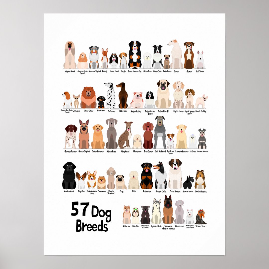 57 dog breeds poster | Zazzle