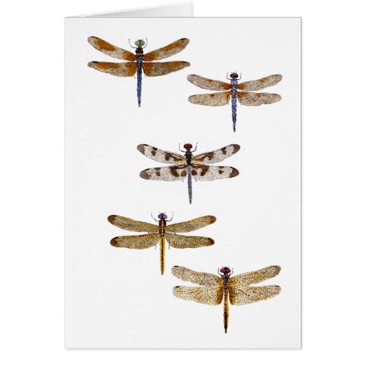 5 dragonflies cards (Front)