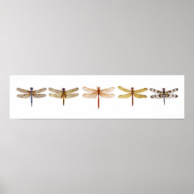 5 Dragonflies Poster (Front)