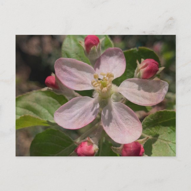 5 Star Apple Blossom Photo Postcard (Front)