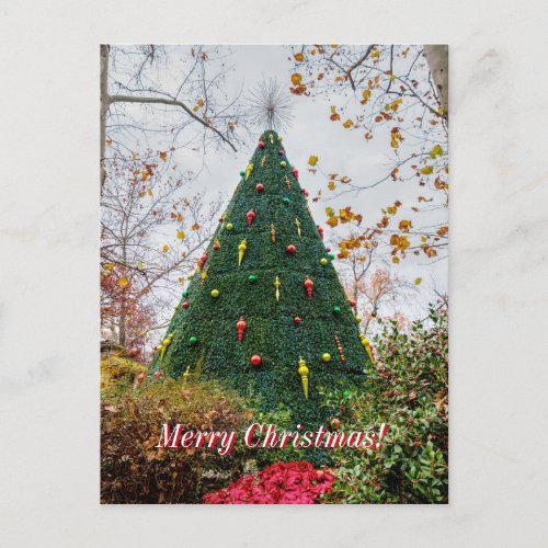 5 Story Sdc Tree Christmas Postcard