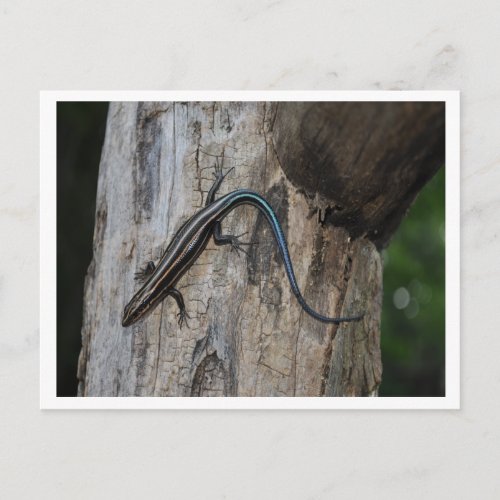 5 striped skink postcard