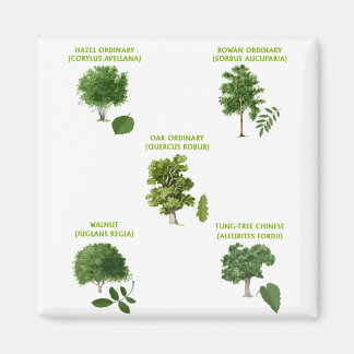 5 Trees Magnet