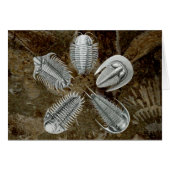 5 Trilobites Card (Front Horizontal)