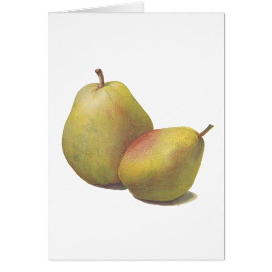 5 vintage pears illustrated cards (Front)