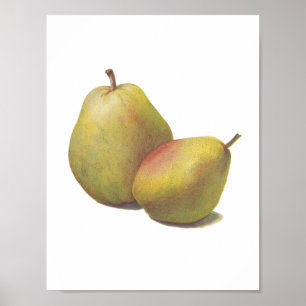 5 vintage pears illustrated poster