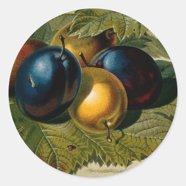 5 vintage plums painting classic round sticker (Front)