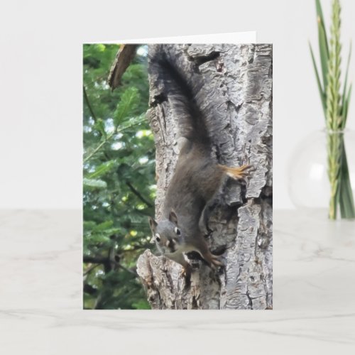 5x7 Folded Card  Farm Squirrel Photo Paint