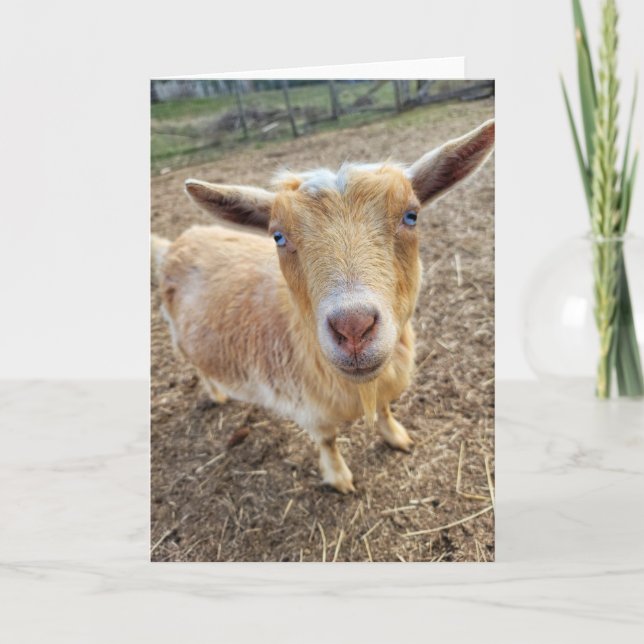 5"x7" Folded Card || Ginger (Front)