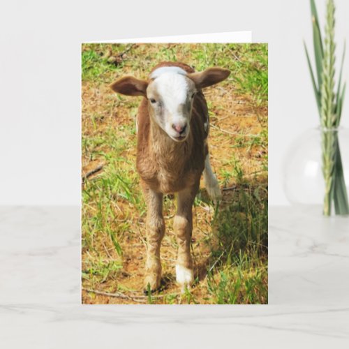 5x7 Folded Card  Mr Scout Lambie