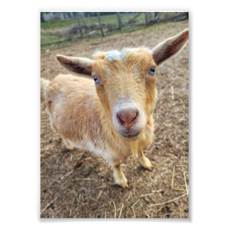 5"x7" Photo Print || Ginger